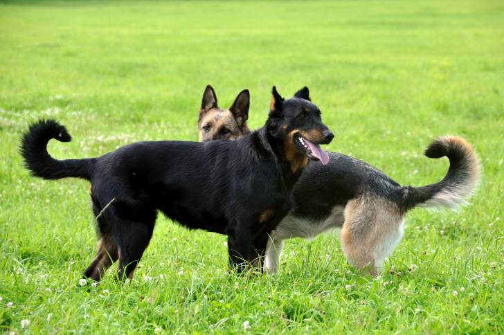 Un Beauceron en promenade avec un Berger Allemand