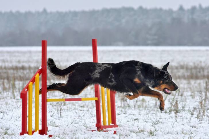 Un Beauceron en train de sauter par dessus un obstacle en hiver