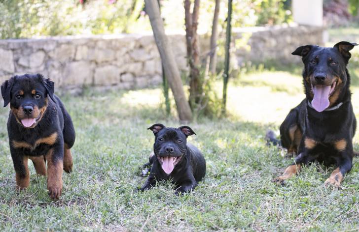 Photo Beauceron