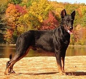aubin - Beauceron Mâle (5 mois)