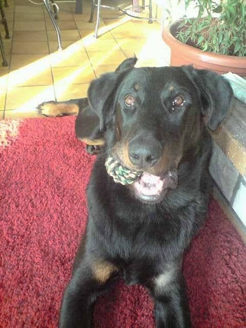 Farouk - Beauceron Mâle (1 an)