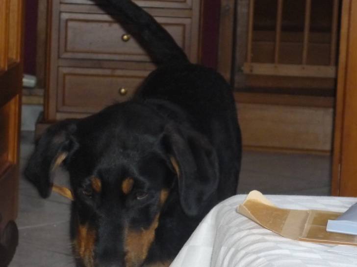 Lana - Beauceron (2 ans)
