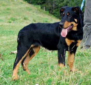 rex - Beauceron Mâle (1 an)