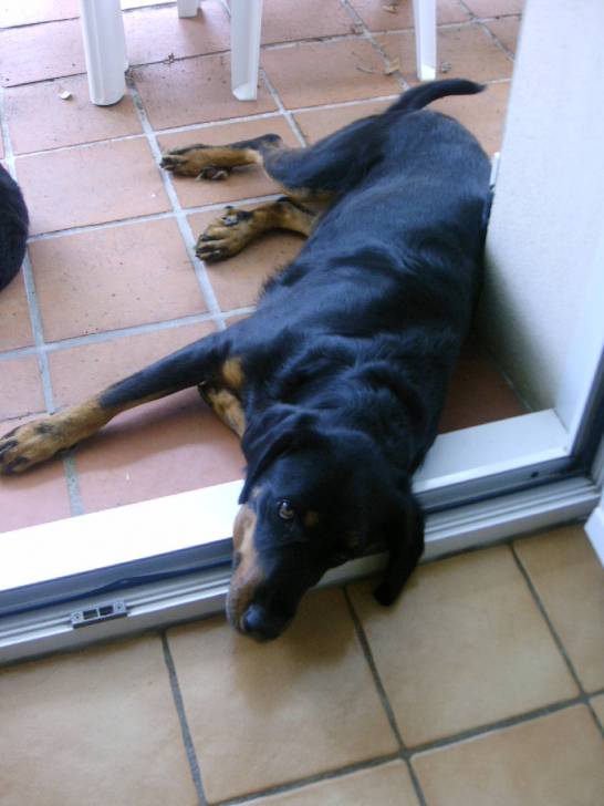 Anis - Beauceron (4 ans)