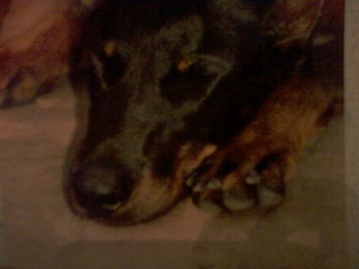 Hulka - Beauceron (11 ans)