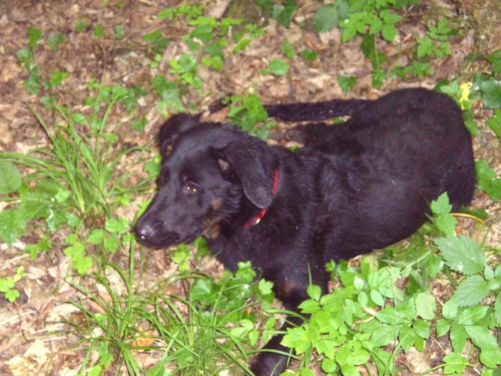 Dingo - Beauceron Mâle (7 mois)