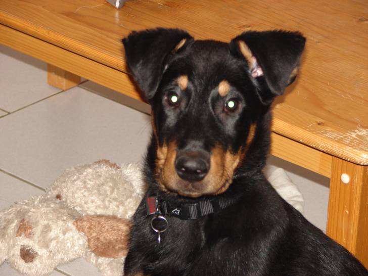 boston - Beauceron Mâle (5 ans)