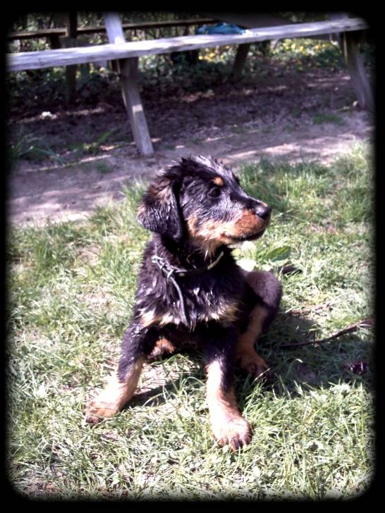 First - Beauceron (2 mois)
