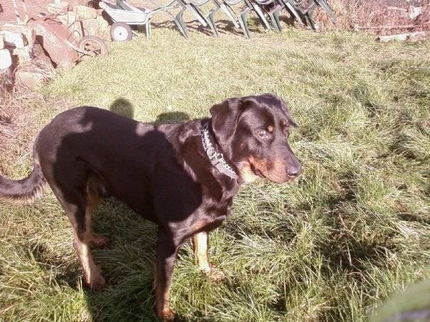 Bambou - Beauceron Mâle (3 ans)