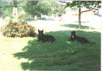 Flick and Duc - Beauceron Mâle (10 ans)