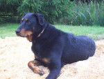 Abba - Beauceron Femelle (3 ans)