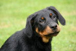 Un chiot Beauceron assis juste en face de l'objectif 