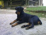 Rita - Beauceron Femelle