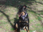 bilka - Beauceron Femelle (2 ans)
