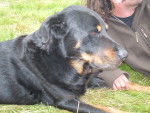 Châmane - Beauceron Mâle (13 ans)