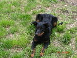 Maya - Beauceron Femelle (13 ans)