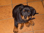 bella - Beauceron Femelle (1 mois)