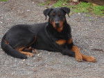 Iross - Beauceron Mâle (2 ans)