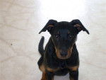 c_lia - Beauceron Femelle (1 mois)