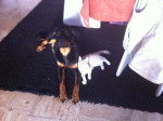 Cali et Neige - Beauceron Femelle (6 mois)