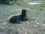 First - Beauceron Femelle (6 mois)