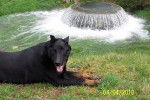 pinky - Beauceron Femelle (Autre)