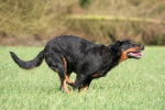 Filou - Beauceron Femelle (4 ans)
