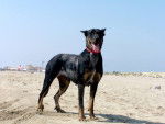 beauceron arlequin (Berger de Beauce-Bas Rouge (Beauceron) - Beauceron
