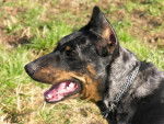 beauceron arlequin - Beauceron