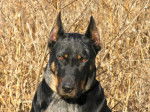beauceron arlequin (Berger de Beauce-Bas Rouge (Beauceron) - Beauceron