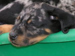 beauceron arlequin - Beauceron