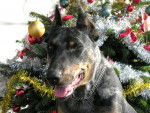 beauceron arlequin - Beauceron