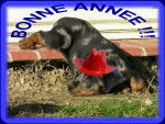 beauceron arlequin - Beauceron