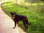VASCO BEAUCERON DES PLAINES DE L'AINE - Beauceron