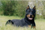 pistache - Beauceron Mâle (1 an)