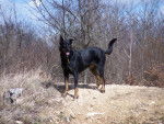 Texas - Berger de Beauce - Beauceron