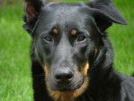Texas - Beauceron - Beauceron