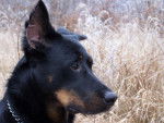 Texas - Bas rouge - Beauceron