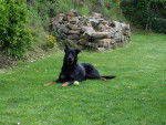 Berger de Beauce - Texas - Beauceron