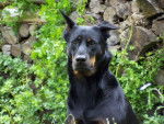 Texas - Beauceron - Beauceron