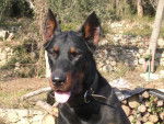 vichnou beauceron - Beauceron
