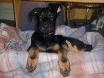 Beauceron - Beauceron