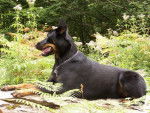 Texas - Berger de Beauce - Beauceron