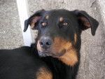 Beauceron - Byron - Beauceron