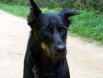 Berger de Beauce (Beauceron) - Beauceron
