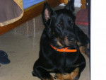 vasco : beauceron - Beauceron
