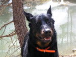 VASCO : beauceron - Beauceron