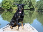 Berger de Beauce - Texas - Beauceron