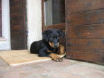 beauceron ramses - Beauceron