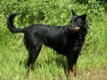 Berger de Beauce - Texas - Beauceron